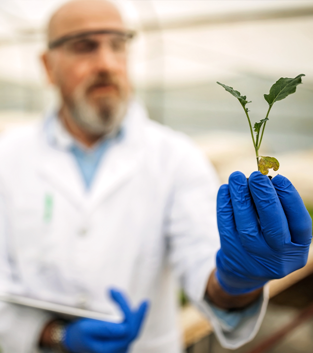 Scientist holding crops between his fingers.