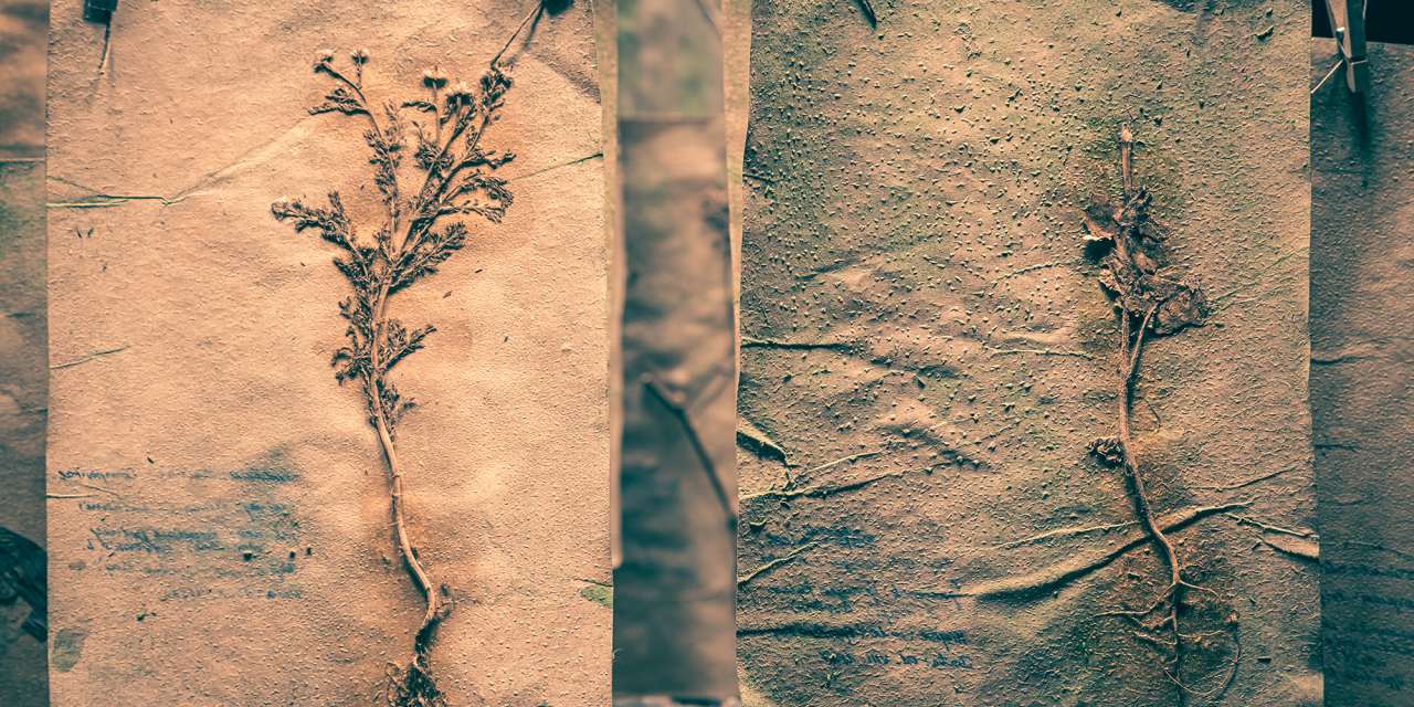 Old flowers on old paper.